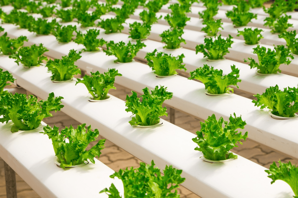lettuce plantations